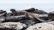 Iguana marina (Amblyrhynchus cristatus), Las Bachas, isla Santa Cruz, islas Galápagos, Ecuador, 2015-07-23, DD 23.jpg