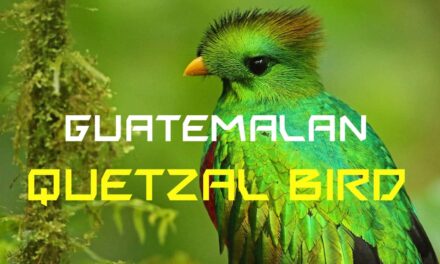 7 amazing facts about the guatemalan quetzal bird