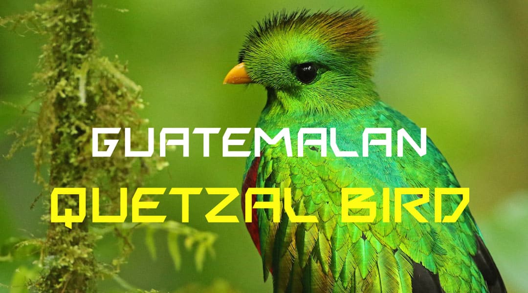 Guatemalan quetzal bird