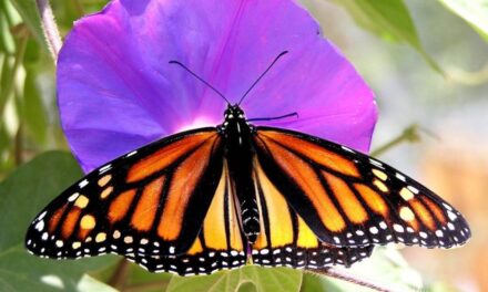 The Biosphere Reserve Monarch Butterfly Movement in Mexico