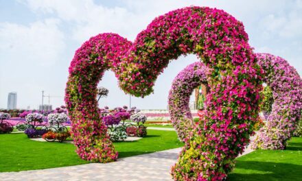 Visit the new Miracle Garden in Dubai