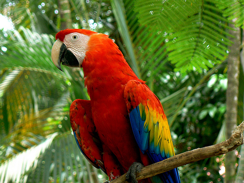 The macaw with beautiful feathers