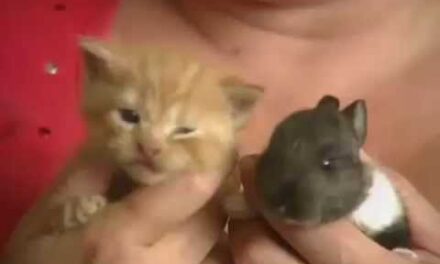 Cat Adopts Baby Rabbit video has 8 million viewers!