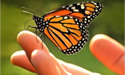 Monarch butterflies spectacular nature