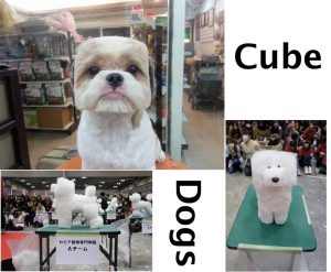 Cube Dogs in Japan