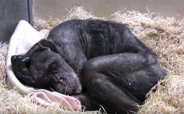 59-year-old-sick-chimpanzee-recognize-friend-jan-van-hooff-1