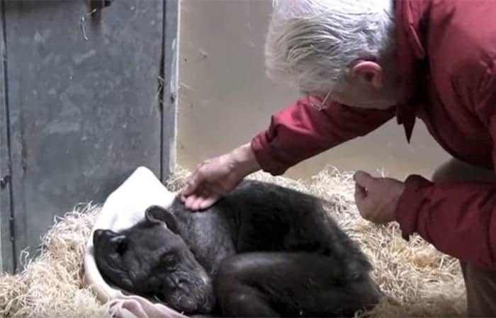 59-year-old-sick-chimpanzee-recognize-friend-jan-van-hooff-3
