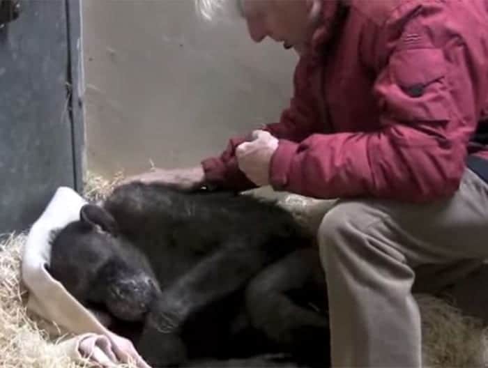 59-year-old-sick-chimpanzee-recognize-friend-jan-van-hooff-4