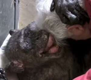 Dying Chimpanzee at 59 Year Reaction To Her Old Caretaker’s Voice Melts Your Heart