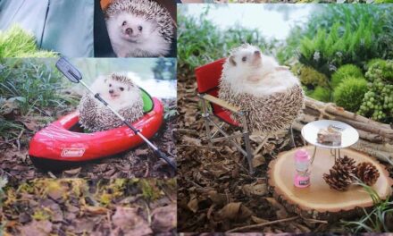 Tiny Hedgehog Goes Camping and do Cuteness Overload For Sure