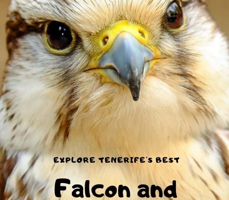 Jungle Park review – explore the best falcon show of Tenerife