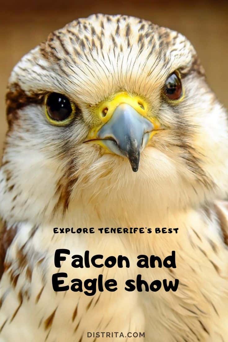 falcon show