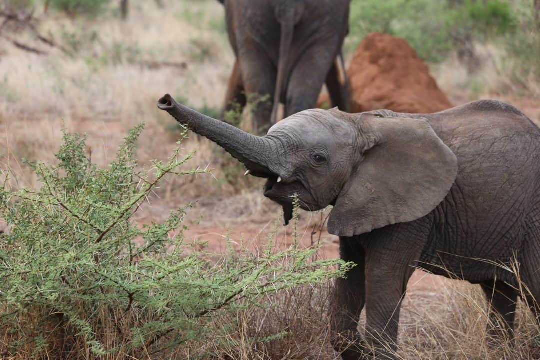baby elephants facts
