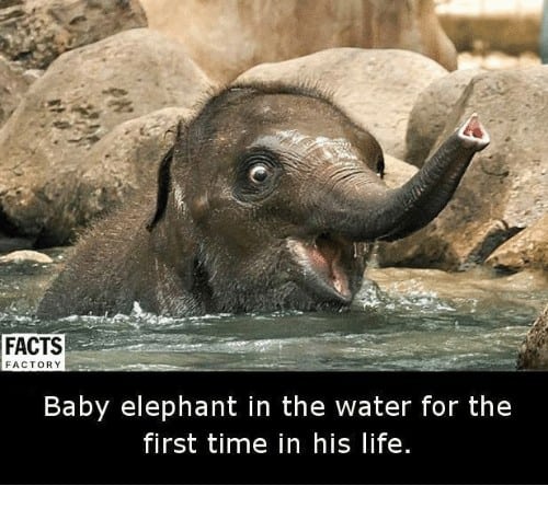 baby elephants facts