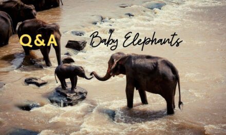 7 amazing baby elephants facts that will shock you