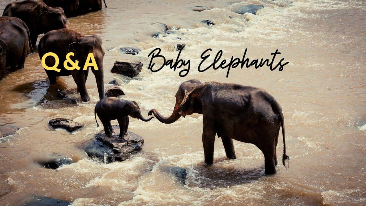 baby elephants facts for animal fans