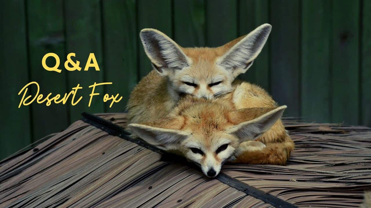 fennec fox, desert fox