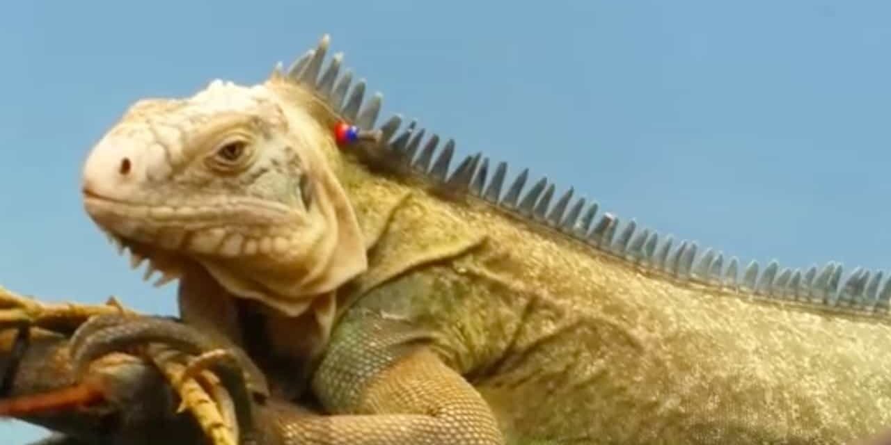 Facts that You didn’t know about Iguanas