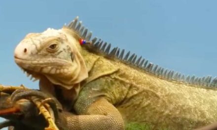 Facts that You didn’t know about Iguanas