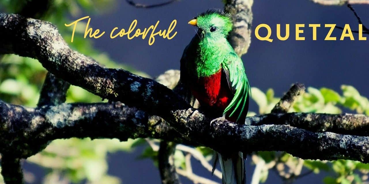Exciting facts about Quetzal bird | Guatemala’s colorful pride