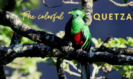 Exciting facts about Quetzal bird | Guatemala’s colorful pride
