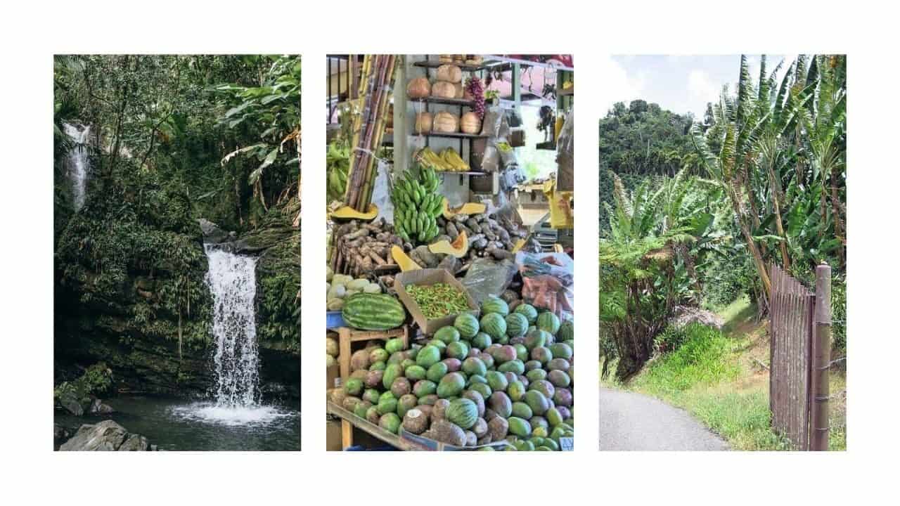 Puerto rico rainforest, street market and coffee plantation