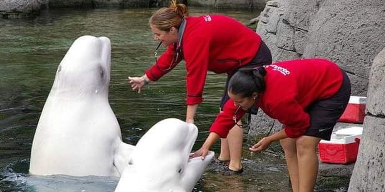 Awesome Beluga Whales facts and Information that you Must Know