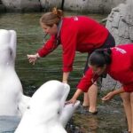 Awesome Beluga Whales facts and Information that you Must Know