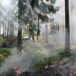 What to Do when Forest Fires happen? Backpackers Tips included!