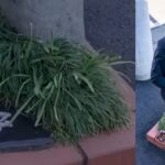 Japan recognized by Guinness Having world’s smallest Park